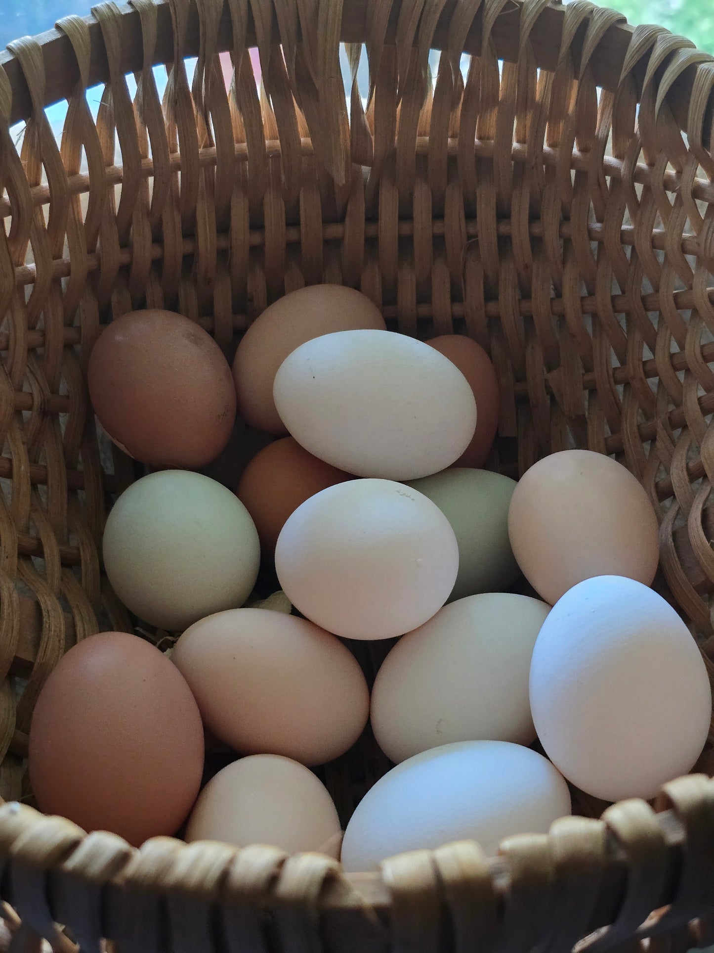 Backyard Fresh Eggs